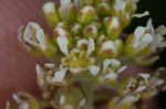 Field pepperweed